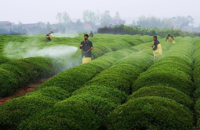 福美胂、氯磺隆等7種農(nóng)藥列入禁限用范圍