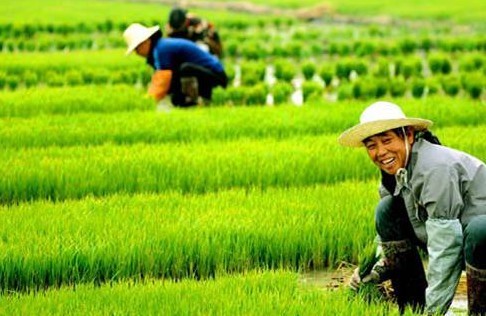 專家呼吁構(gòu)建高效開放可持續(xù)的糧食安全保障體系