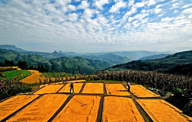 土地流轉(zhuǎn)或?qū)徤魍七M(jìn) 農(nóng)業(yè)合作組織改革悄然進(jìn)行