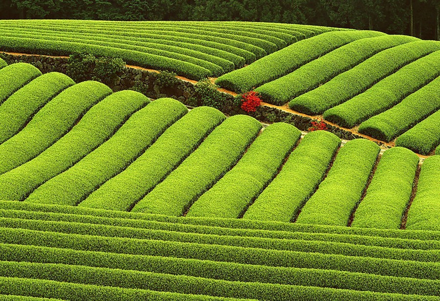 “十二五”建成4億畝旱澇保收高標(biāo)準(zhǔn)農(nóng)田