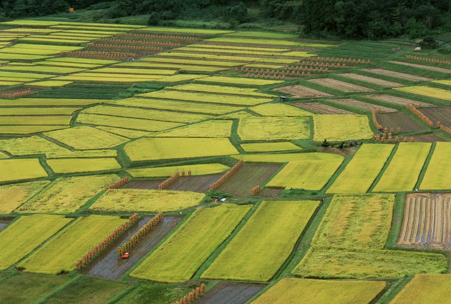 農(nóng)田改造“藏糧于地” 推動轉(zhuǎn)變農(nóng)業(yè)發(fā)展方式