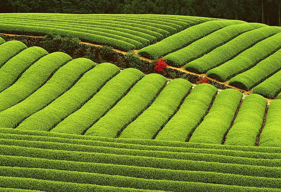 國土資源部部長：我國將劃定永久基本農(nóng)田