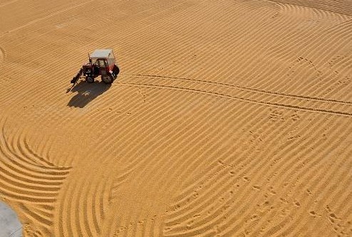 中國(guó)每年新增糧食需求逾100億斤 堅(jiān)守耕地紅線