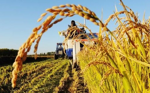 落實糧食安全新戰(zhàn)略 加快科技支撐新突破