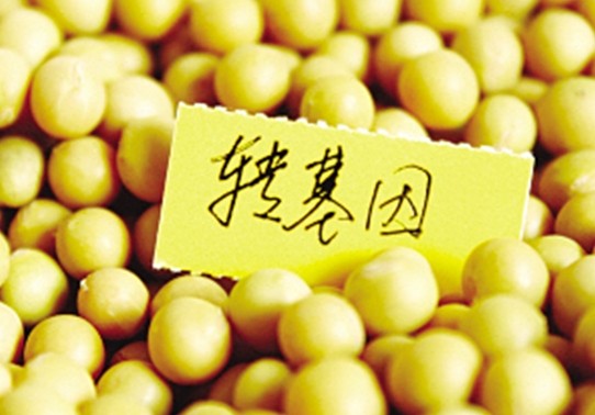 牛盾：市場(chǎng)上的轉(zhuǎn)基因食品可以放心食用