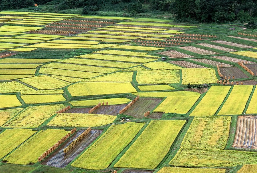 農(nóng)業(yè)部：開展春耕生產(chǎn)“兩大攻堅(jiān)戰(zhàn)”