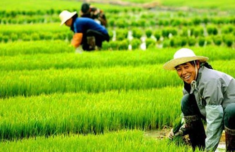 中國工程院院士朱英國：城鎮(zhèn)化與糧食安全不矛盾