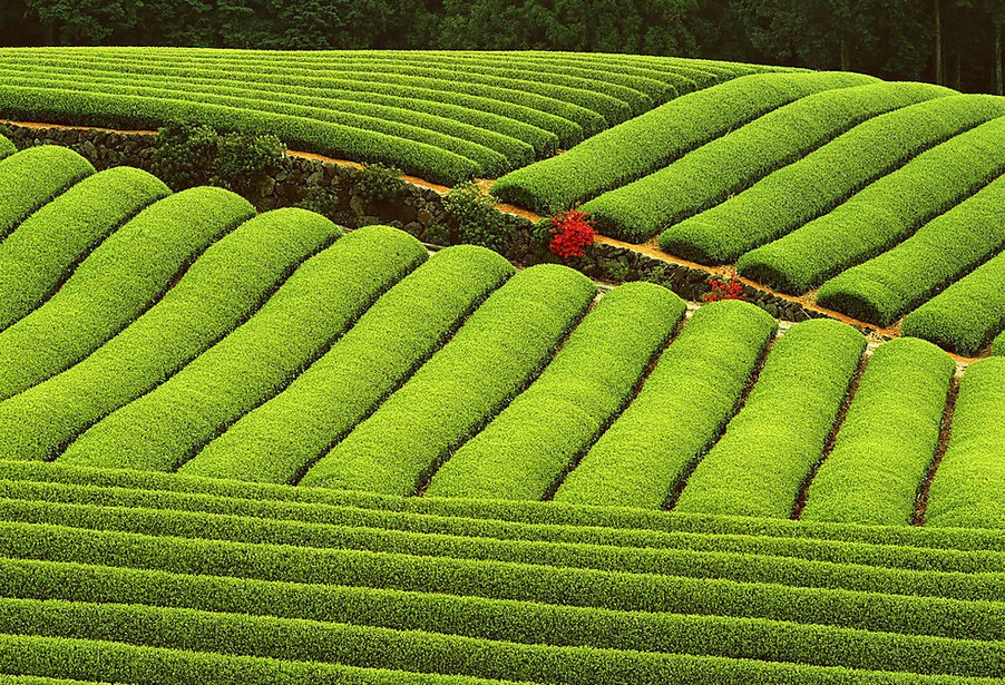 國家農(nóng)業(yè)綜合開發(fā)大力推進高標準農(nóng)田建設(shè)