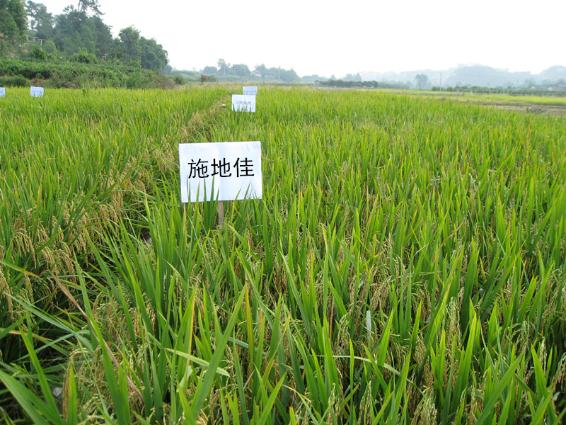 施地佳土壤改良劑在四川浦江縣稻田試驗(yàn)