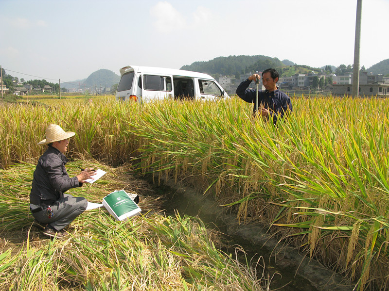 施地佳土壤改良劑在貴州遵義稻田試驗