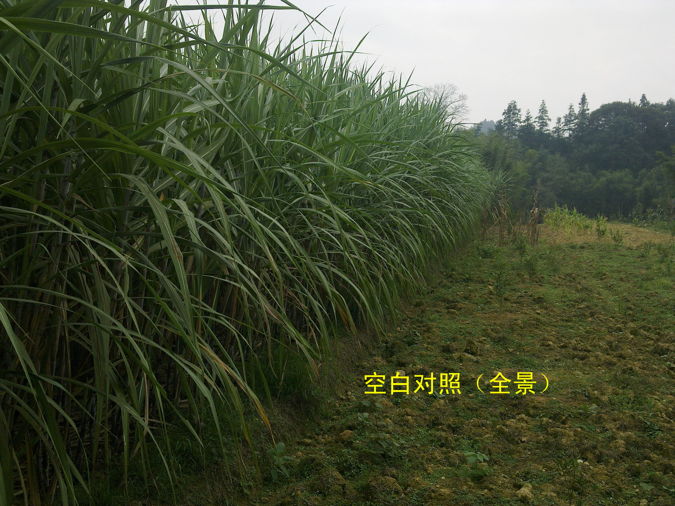 廣西金臣科技觀點(diǎn)：生物有機(jī)肥料分析