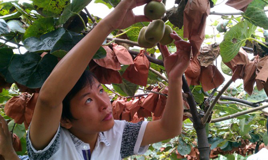 施地佳土壤調(diào)理劑在都江堰彌猴桃示范區(qū)