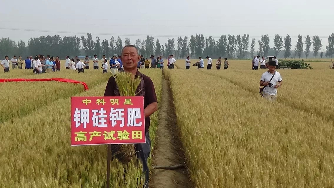 中科明星鉀硅鈣肥在山東寧津小麥實(shí)驗(yàn)