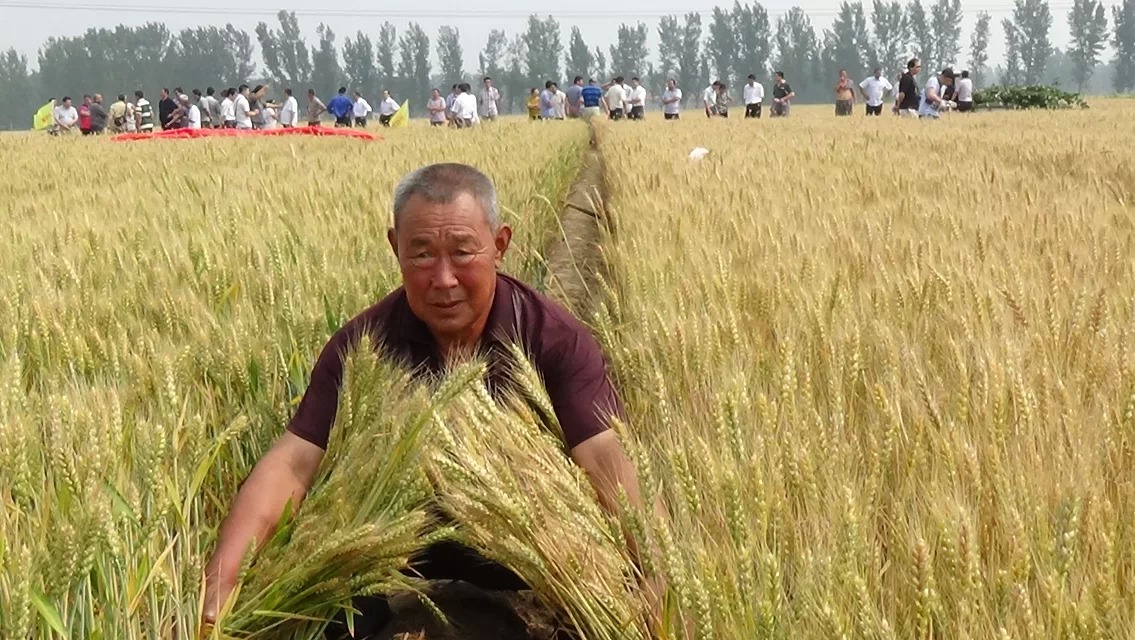 中科明星鉀硅鈣肥在山東寧津小麥實(shí)驗(yàn)