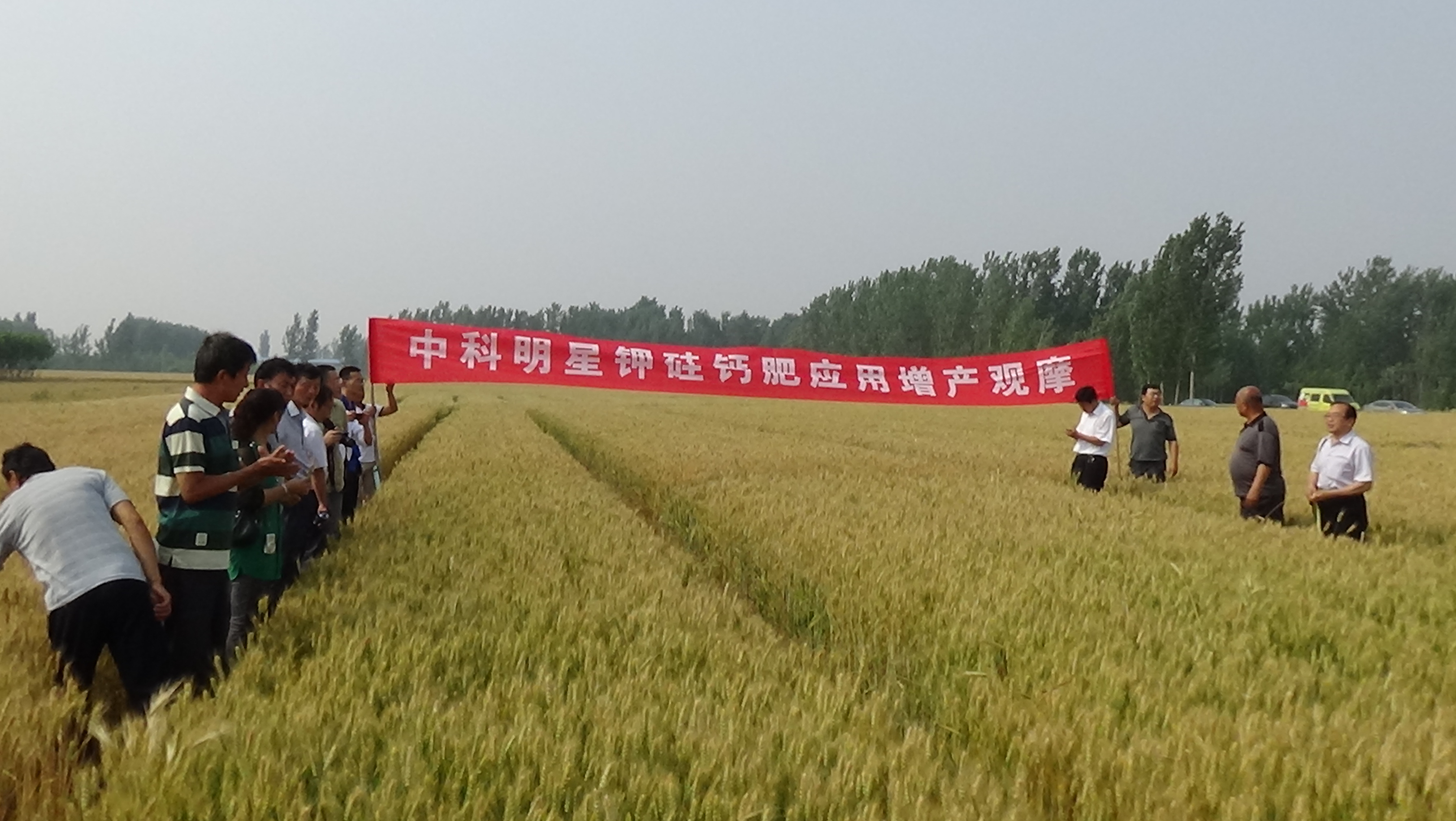 中科明星鉀硅鈣肥在山東寧津小麥實(shí)驗(yàn)