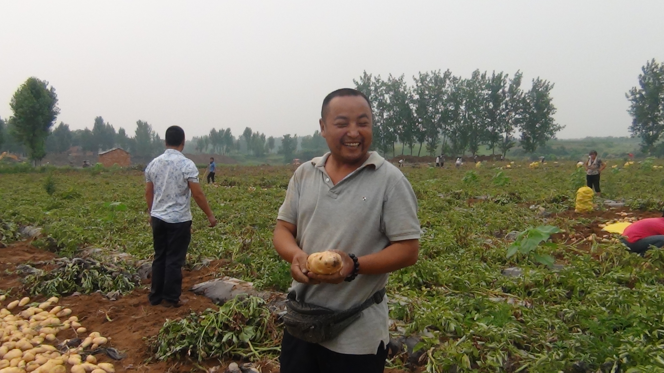 中科明星鉀硅鈣肥在河南省桐柏縣程灣鄉(xiāng)石玉坡馬鈴薯試驗(yàn)田