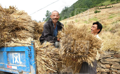 中國夏糧豐收或會降低國際糧價的成本