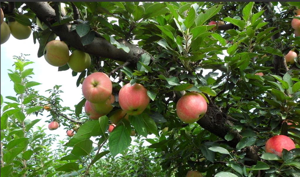 山西奧德福生物提醒：基肥施早點(diǎn),效果不一般