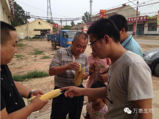 多鼔粒?在玉米上的增產(chǎn)表現(xiàn)日益突出