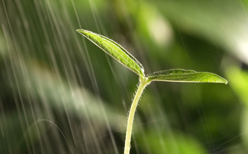 我國種企數(shù)量減少30% 共有57個制種大縣