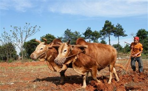 糧食安全的根本在耕地、關鍵在耕地質量。