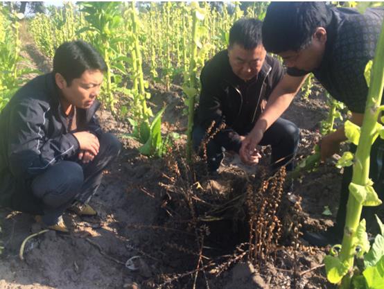 成都華宏生物解決世界性難題，成功防治煙草列當