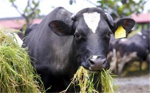 蛋氨酸飼料主要用于飼養(yǎng)豬只和家禽，是一種替代大豆等天然飼料的替代品。