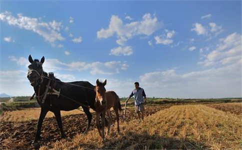 糧食安全的根本在耕地、關(guān)鍵在耕地質(zhì)量。