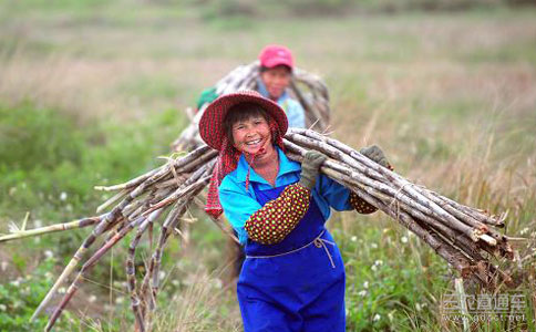 前三季度我國農(nóng)民現(xiàn)金收入同比增9.7%