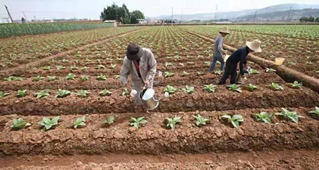 有機鈣蛋白土壤改良劑有效改良土壤酸化