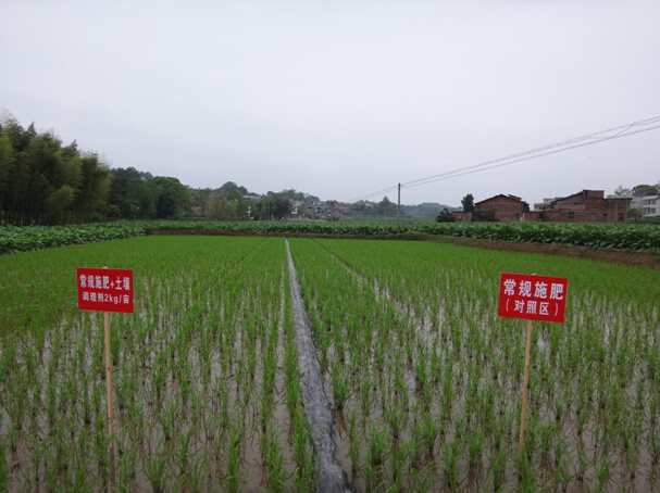 施地佳土壤調(diào)理劑雙季早稻田間示范報(bào)告