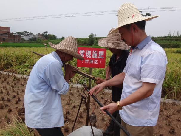 施地佳土壤調(diào)理劑晚稻田間示范報(bào)告