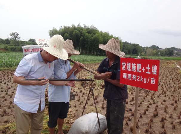 施地佳土壤調(diào)理劑晚稻田間示范報(bào)告