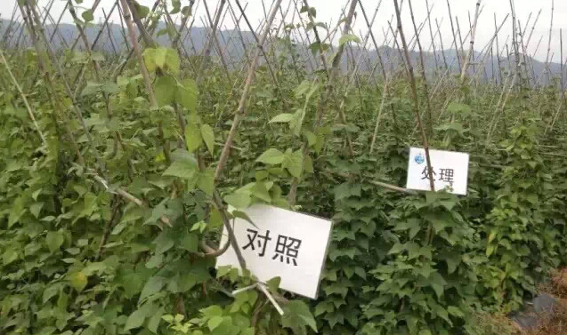 紐艾格在四川——扁豆篇