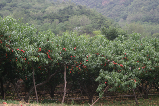 碳?xì)洳?bào)：中國(guó)碳?xì)浯筇以谥袊?guó)桃鄉(xiāng)北京平谷甲山培育成功