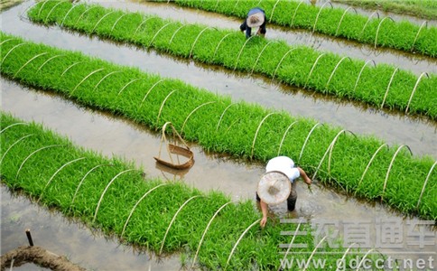 我國菌肥近年來發(fā)展較快