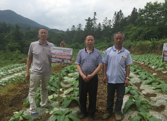 “施地佳”土壤調(diào)理劑在貴州道真縣煙草上第一年試驗(yàn)效果極佳