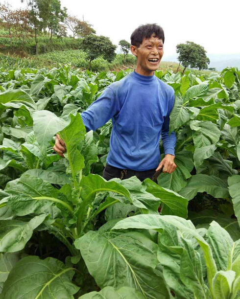 “施地佳”土壤調(diào)理劑在貴州道真縣煙草上第一年試驗(yàn)效果極佳