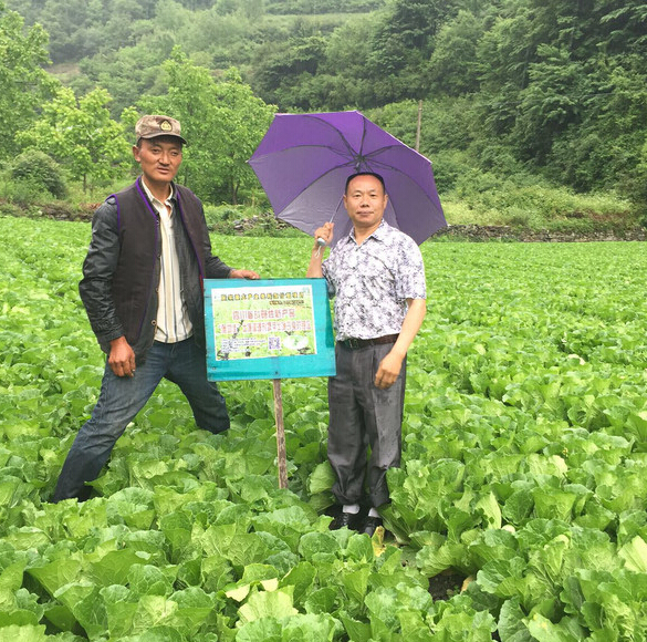 成都華宏生物一行前往四川理縣視察蔬菜試驗示范地