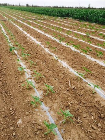 成都華宏在內(nèi)蒙烏拉特水肥一體化防治食葵列當(dāng)成功