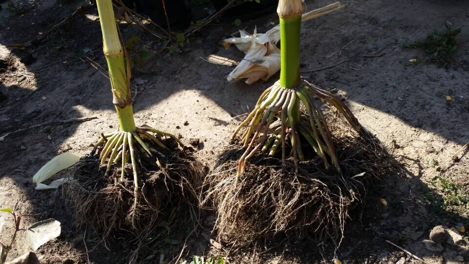 雙贏生態(tài)肥在東北市場人氣指數(shù)飆升