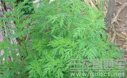 我國(guó)青蒿代謝育種及產(chǎn)業(yè)化研究取得突破