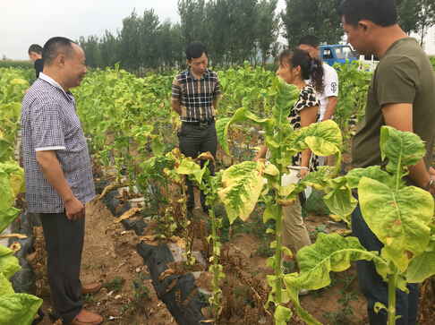 烤煙列當(dāng)防治難題被成功攻克  “神鋤”生物菌肥再創(chuàng)佳績