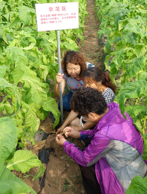 烤煙列當(dāng)防治難題被成功攻克  “神鋤”生物菌肥再創(chuàng)佳績