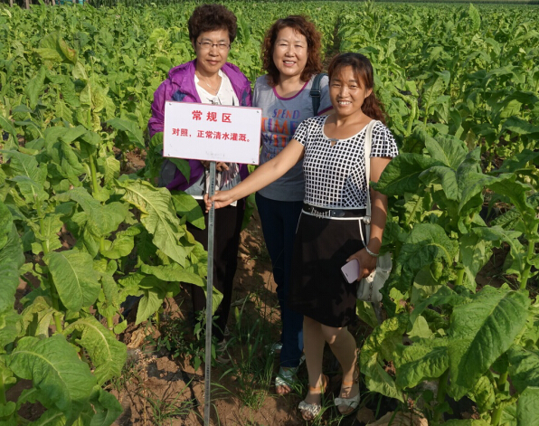 烤煙列當(dāng)防治難題被成功攻克  “神鋤”生物菌肥再創(chuàng)佳績