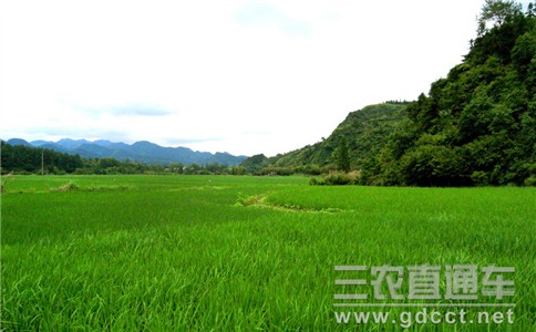 我國(guó)有機(jī)農(nóng)業(yè)面積已達(dá)到272萬(wàn)公頃