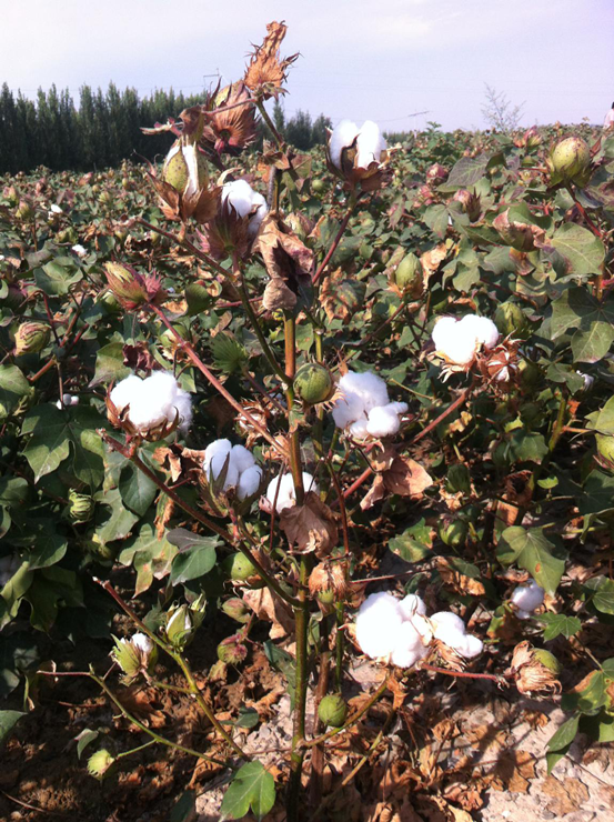 重茬棉枯黃萎病防治重大突破!“神鋤”生物菌肥顯奇效!