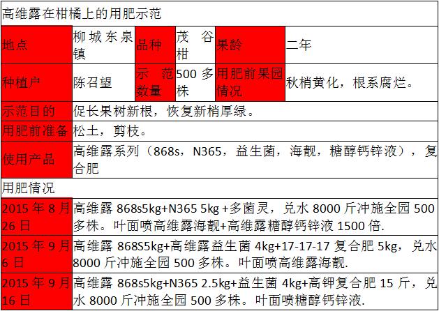 改善柑橘秋梢黃化，高維露液體肥有一手！