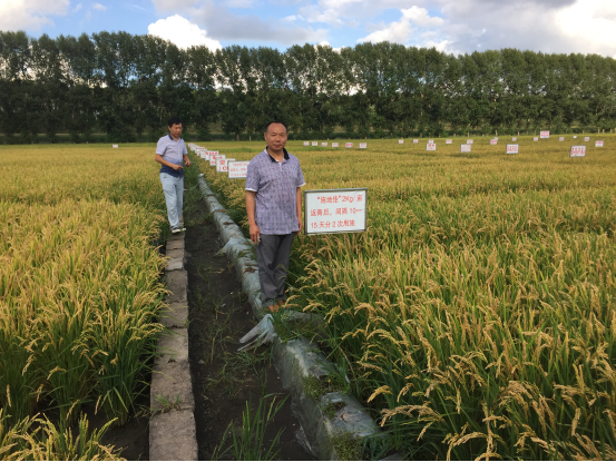 施地佳調(diào)理劑再創(chuàng)佳績！在黑龍江水稻種植區(qū)成功示范