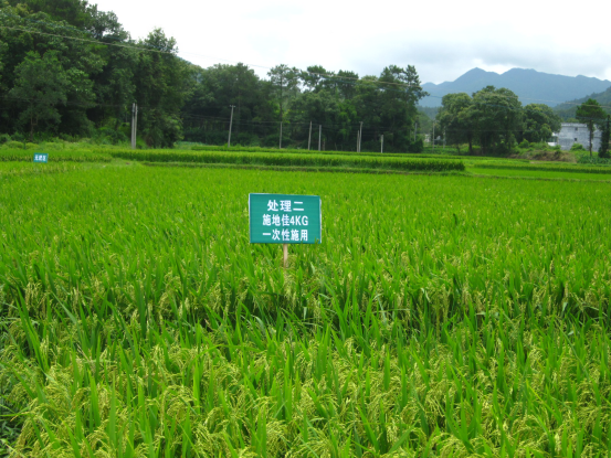 成都華宏“施地佳”土壤調(diào)理改良江西興國(guó)縣酸化土壤獲得成功